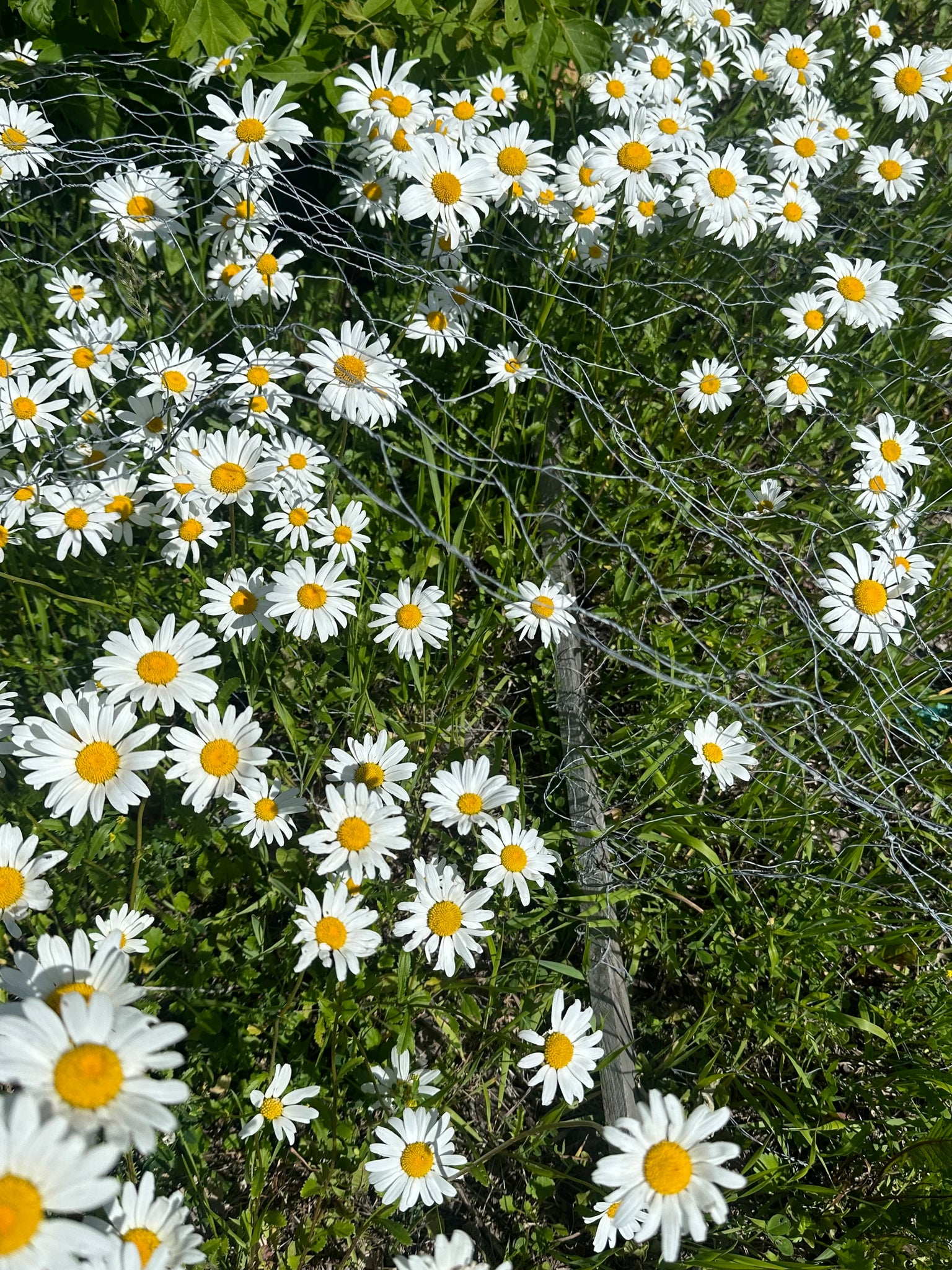 Daisies Print | Miranda Van Young