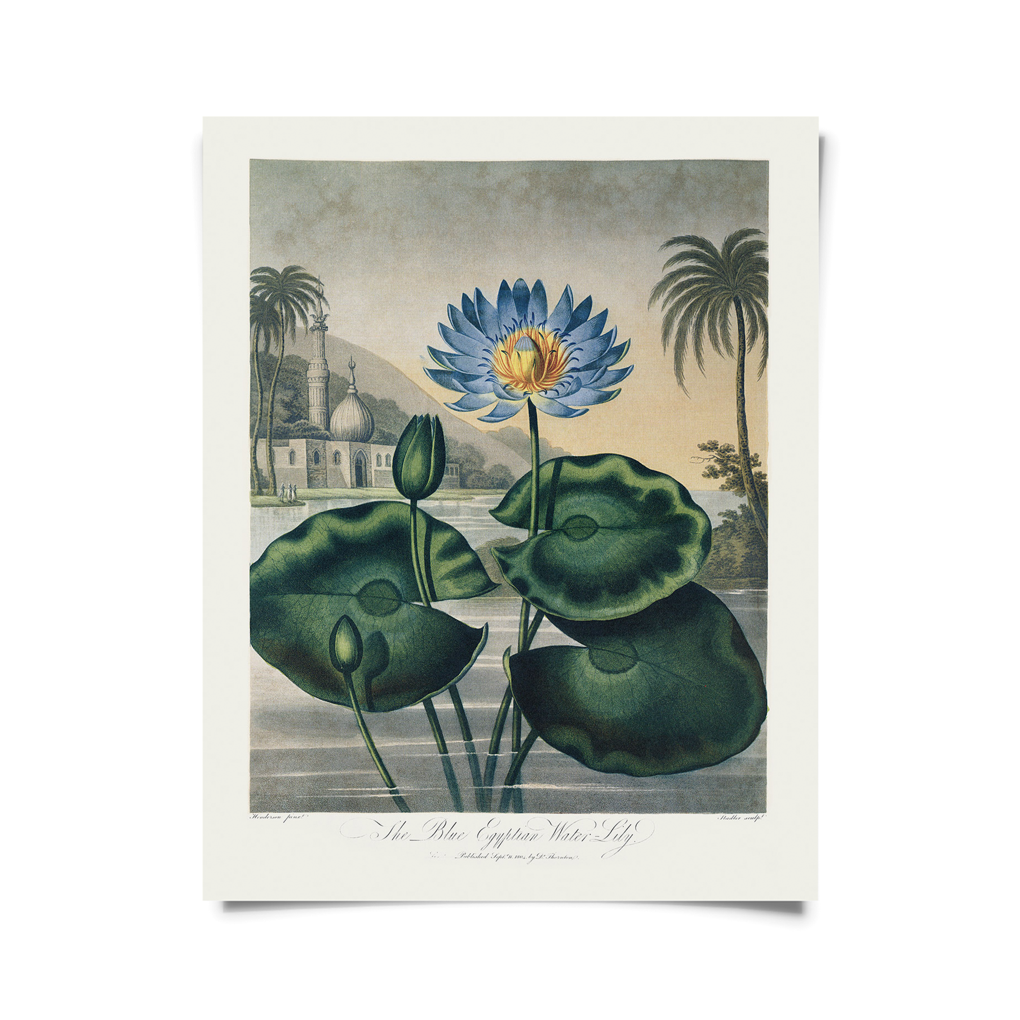 Vintage Botanical Egyptian Water-Lily Print | Curious Prints