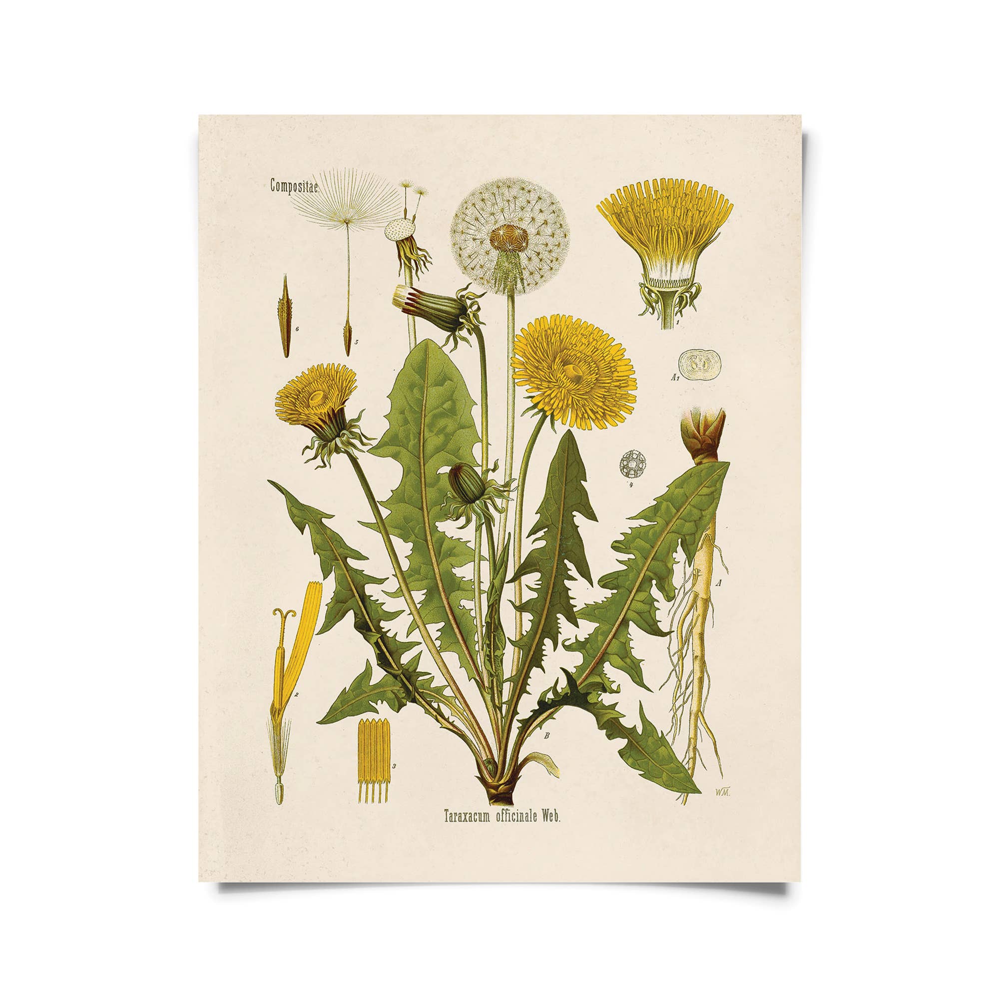 Vintage Botanical Dandelion Flower Print | Curious Prints