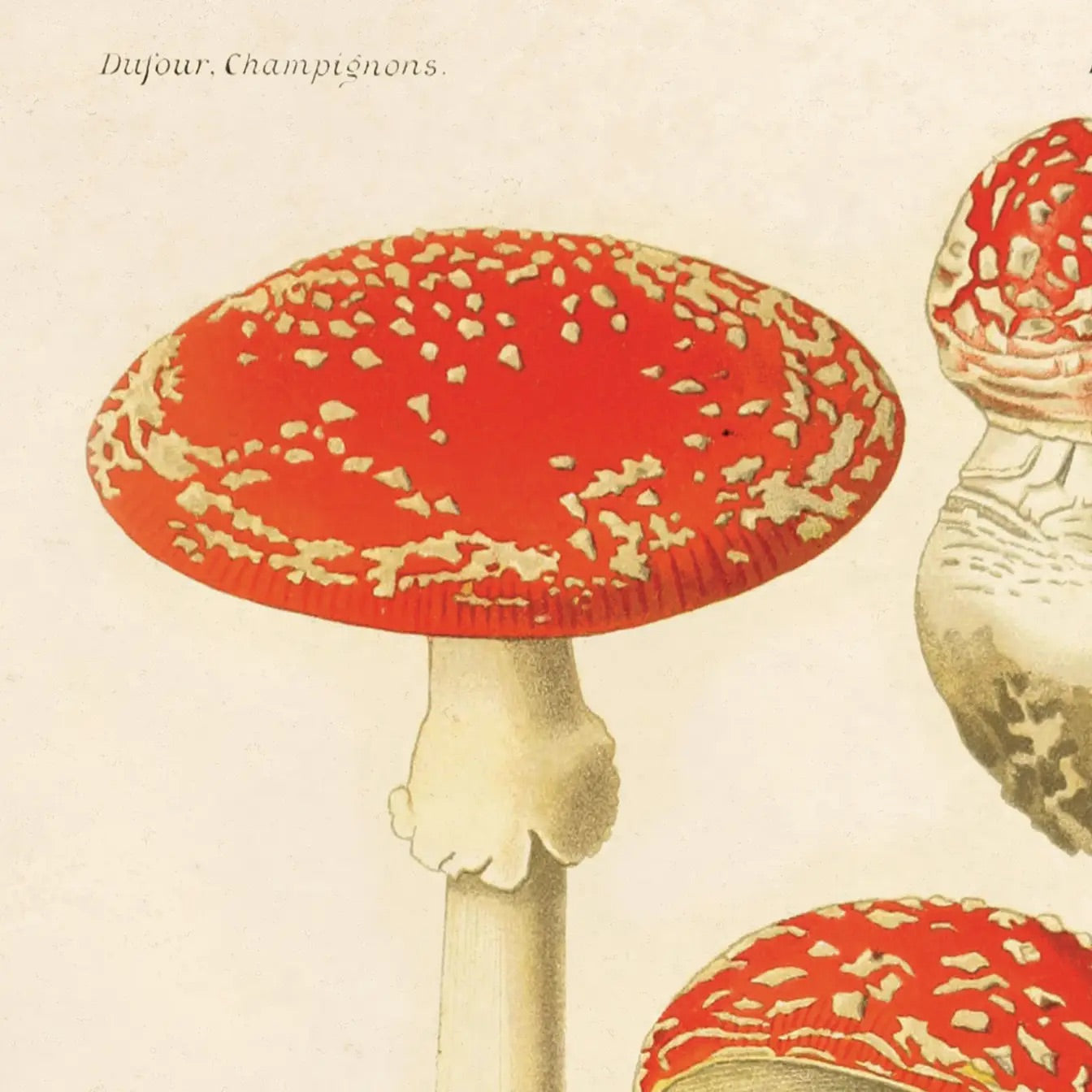 Vintage Botanical Mushroom Magic Fly Agaric Print | Curious Prints