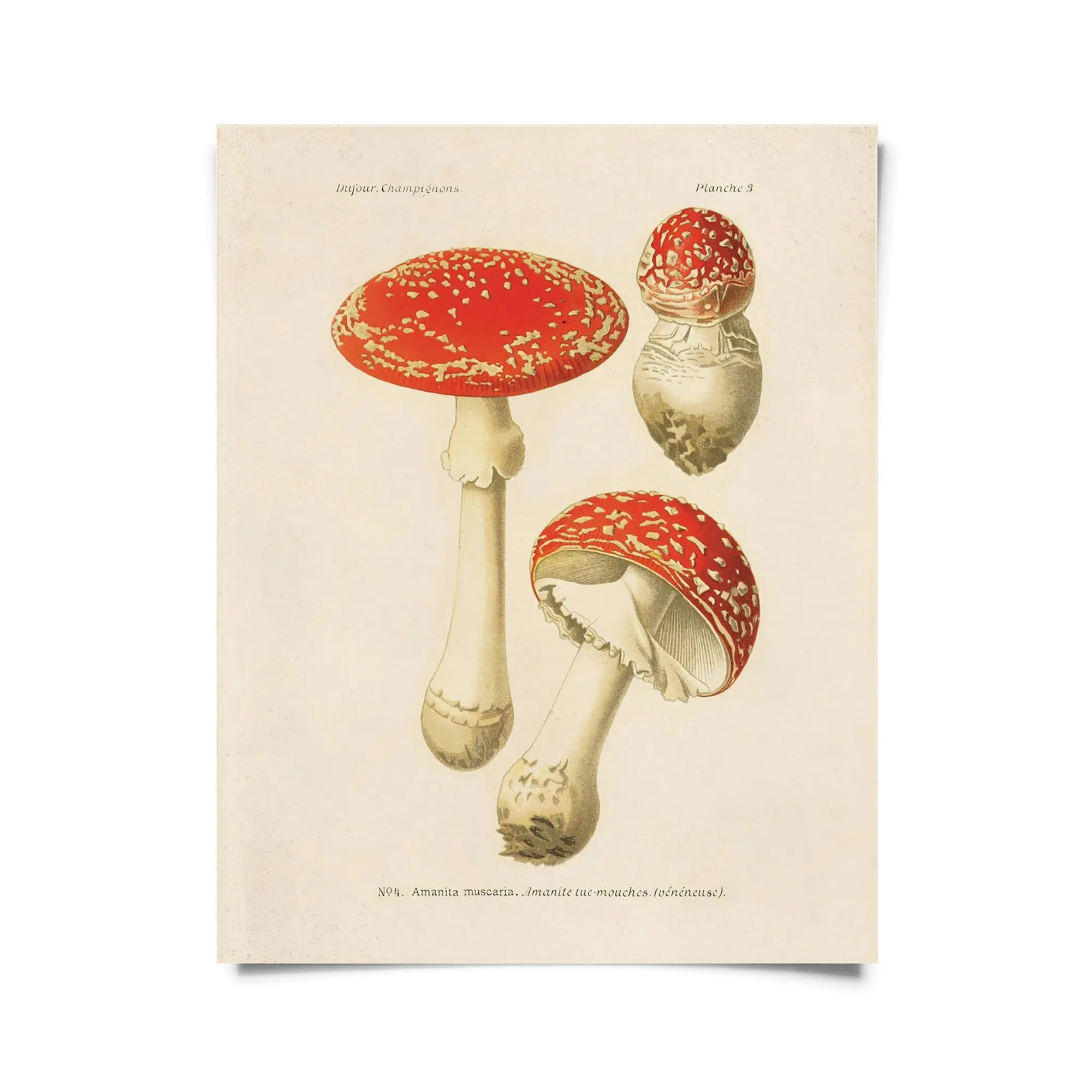 Vintage Botanical Mushroom Magic Fly Agaric Print | Curious Prints